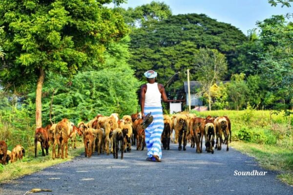 Shephard with cattle