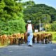 Shephard with cattle
