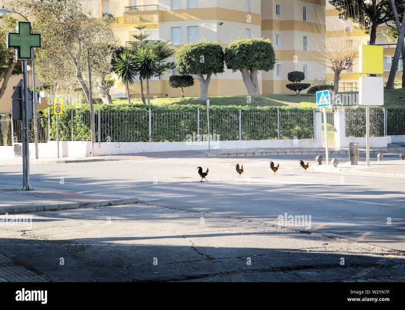 Descubre el Juego Clásico de la Ruta del Pollo en España, chicken road Descubre el Juego Clásico de la Ruta del Pollo en España, chicken road