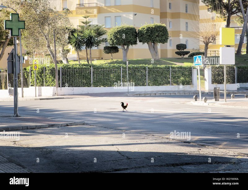 Chicken road game - Conóce las reglas de juego de la popular ruleta de Chicken Road en España